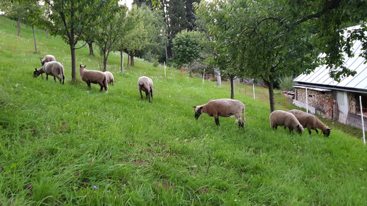 Ovce Clun Forest z Brány Adršpachu