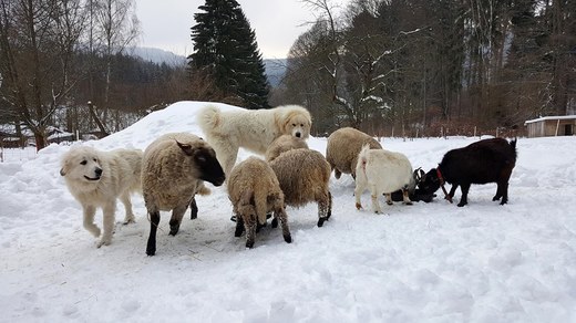 Ovce Clun Forest z Brány Adršpachu a Pyrenejský horský pes