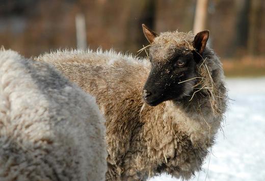 Ovce Clun Forest z Brány Adršpachu