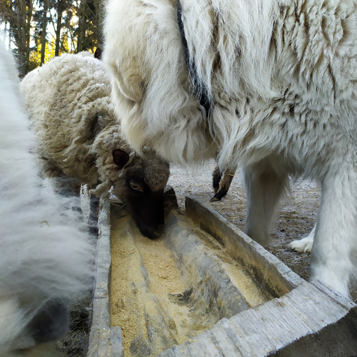 Pastavci dojídají zbytky po ovcích