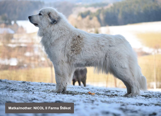 Nicol II - Pyrenejský horský pes