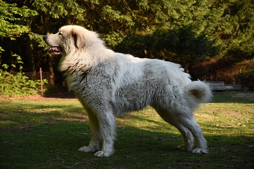 Pyrenejský horský pes - Amon Apaltasunez (krycí pes)